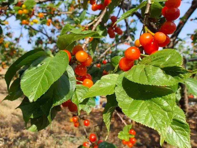美好生活在云南快来品尝春天的味道昆明富民樱桃熟了