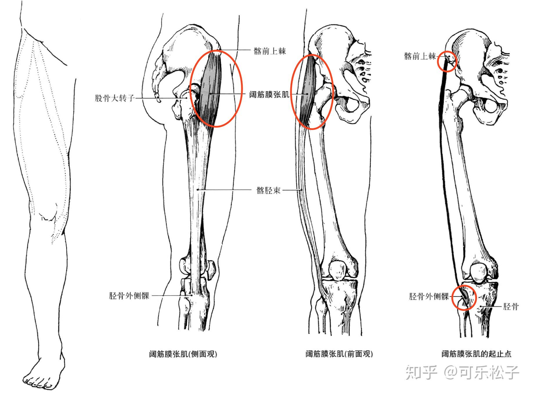 臀中肌功能： 臀中肌开链主要功能：髋外展 臀中肌闭链主要功能