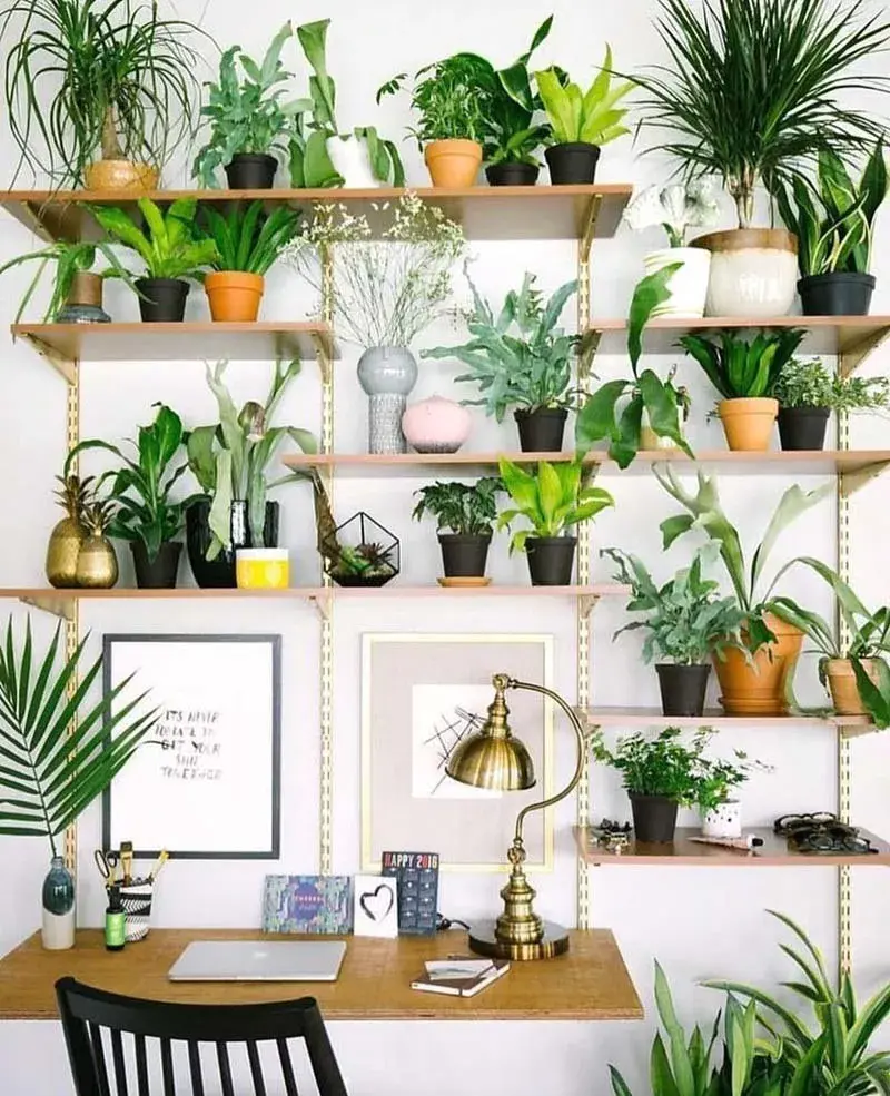 家居避暑6款绿植设计看英国博主打造绿植之家用了这些植物做布置