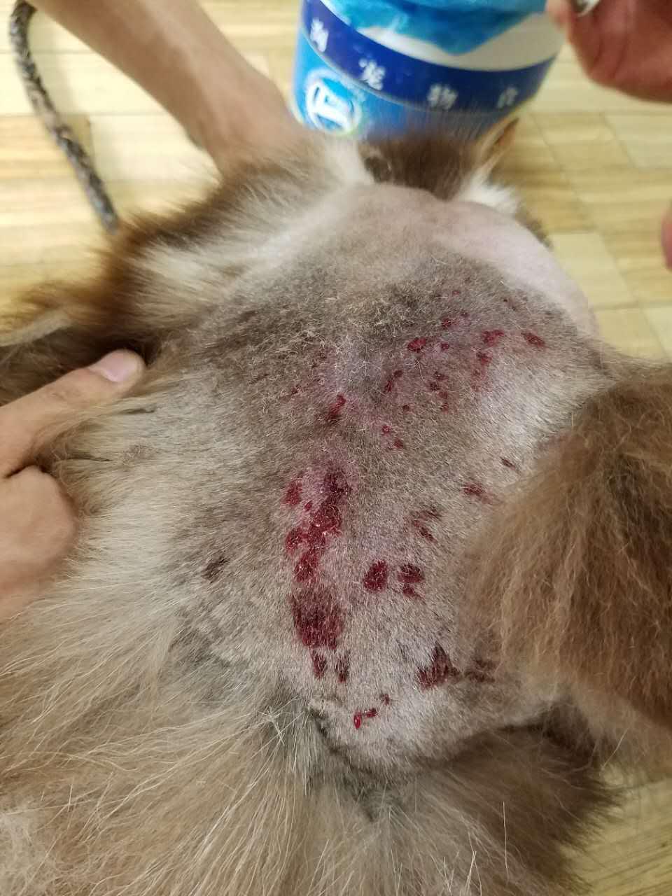 我家阿拉斯加蜂窝性组织炎? - 知乎