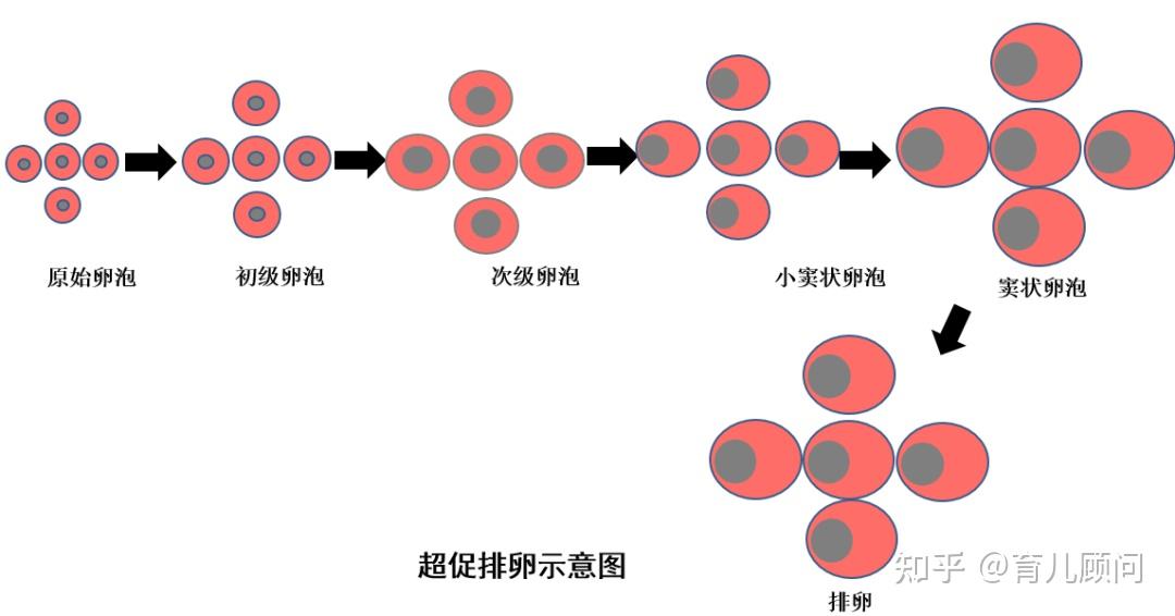 卵子就这么多,促排卵一次性取很多卵会不会导致卵巢早衰?