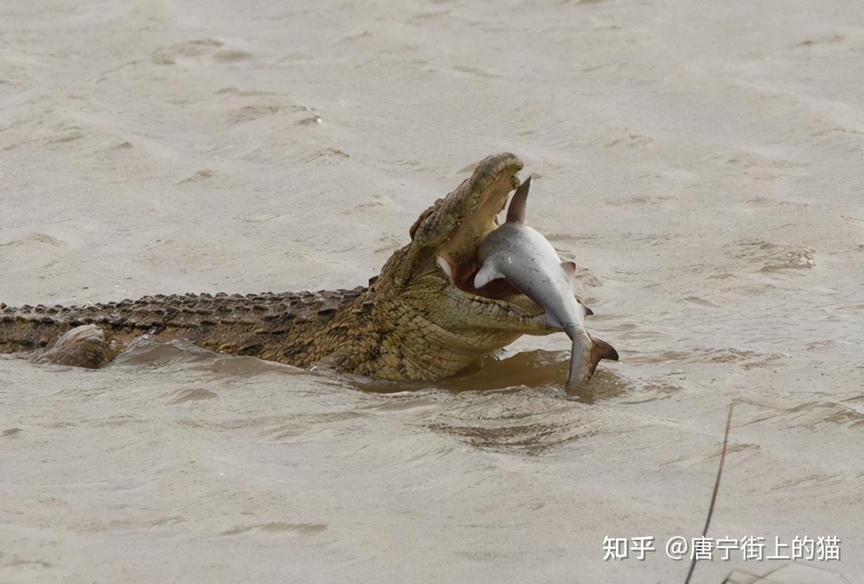 鳄鱼鲨鱼狭路相逢哪个更凶猛摄影师现场拍下了这残酷搏杀一幕