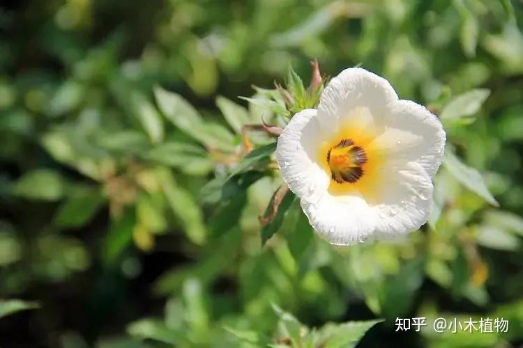 开花有自己的生物钟，群体花朵同开同闭——时钟花 知乎 