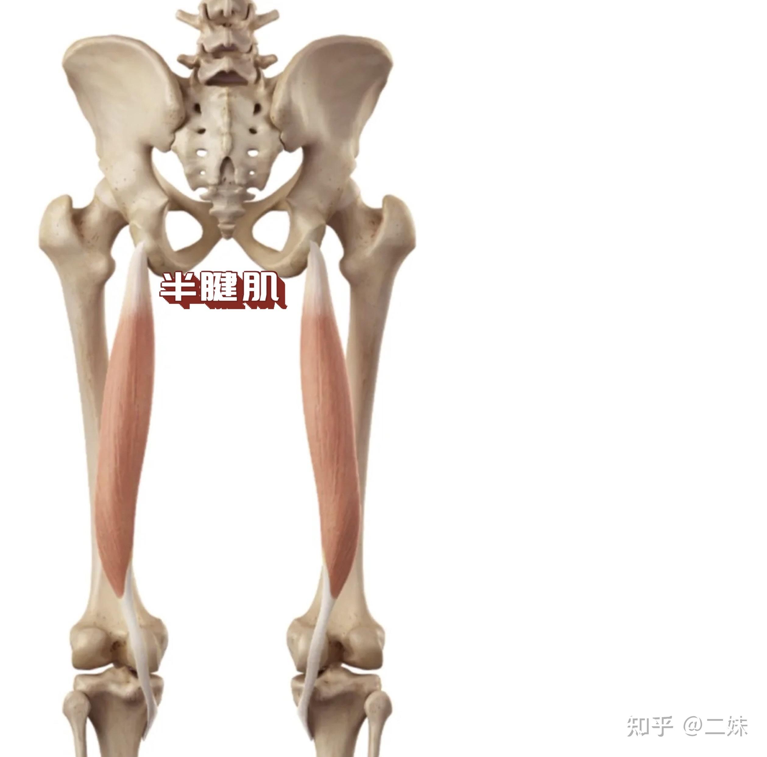 一天一点解剖学人体下肢肌群大腿肌