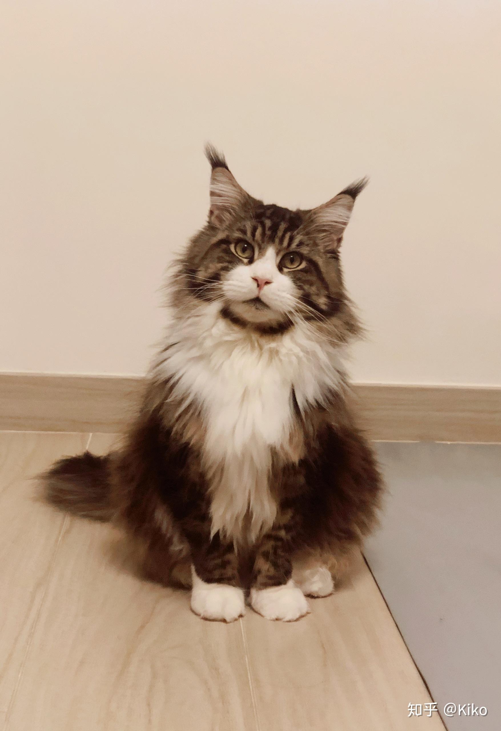 体型庞大的缅因猫会不会欺负家里原有的布偶猫