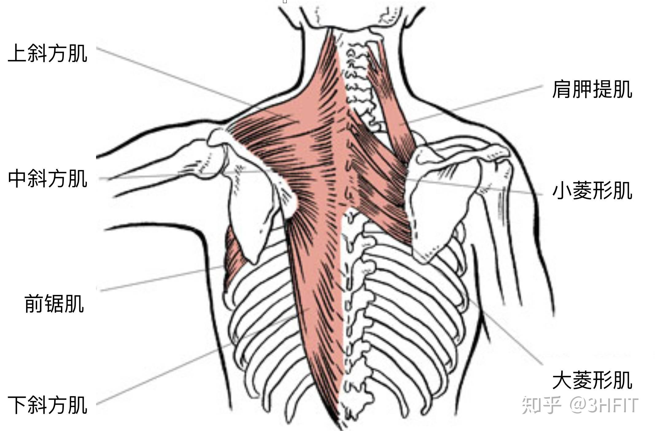 如何纠正肱骨前滑综合征——“扣肩”最全深度剖析 - 知乎