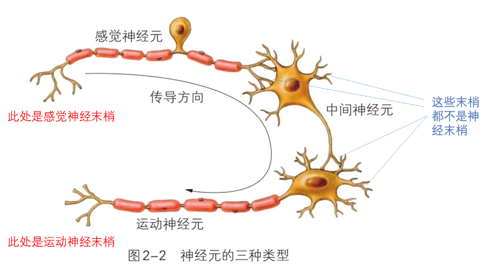 运动神经末梢结构图图片