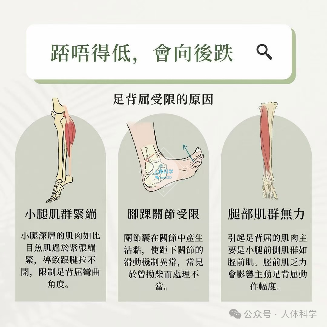 【足背屈受限】你身边有蹲不下去的人吗? - 知乎