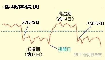 树袋宝宝教你从基础体温表看最佳受孕时间 知乎