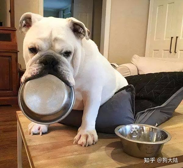 原来狗狗舔你,不是爱的亲吻,而是想要避免冲突