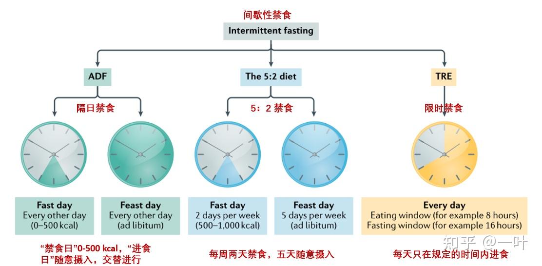 间歇性禁食-如何科学合理的应用到生活中? - 知乎