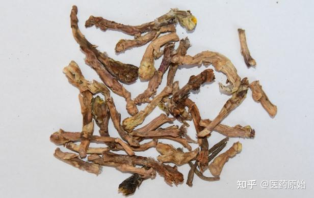 带你识别款冬花 - 知乎