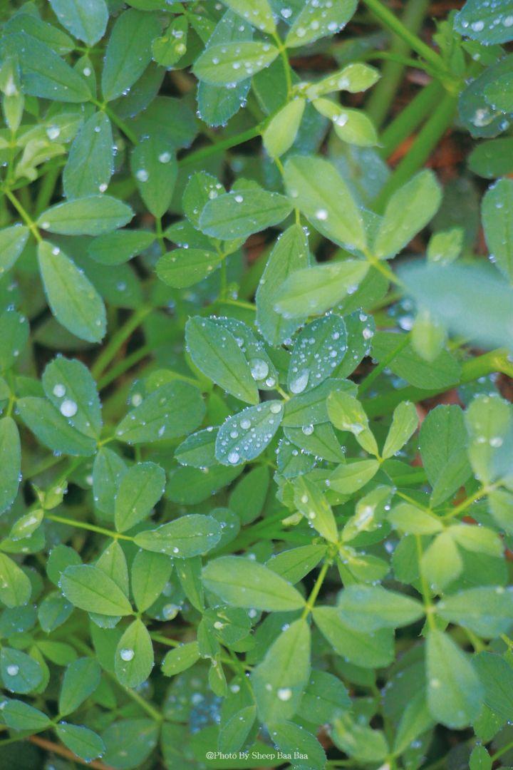 夏日清新手机绿色护眼壁纸分享 - 知乎