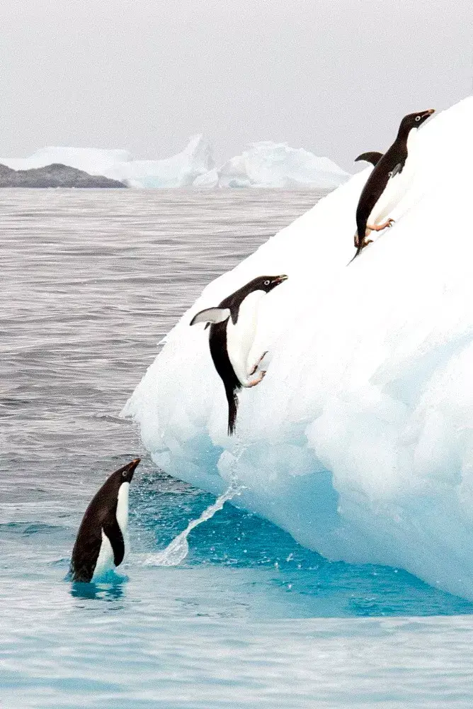 奥斯卡最佳纪录长片帝企鹅日记2回归又是一部来自南极的召唤
