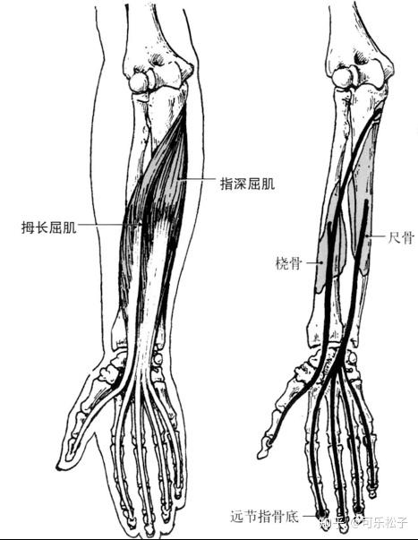 拇长屈肌