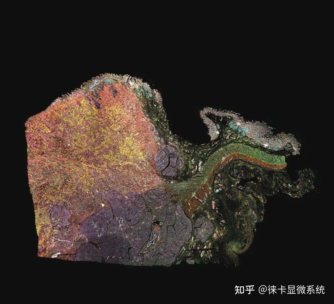 多重荧光标记101：基本术语表 - 知乎