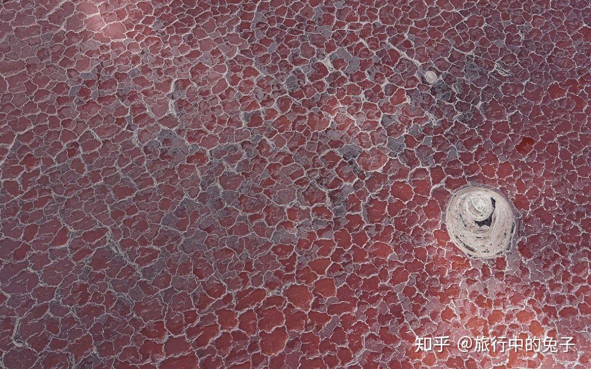 在这样腐蚀性很强的恶劣环境下,有一种名叫嗜盐古菌微生物生存了下来