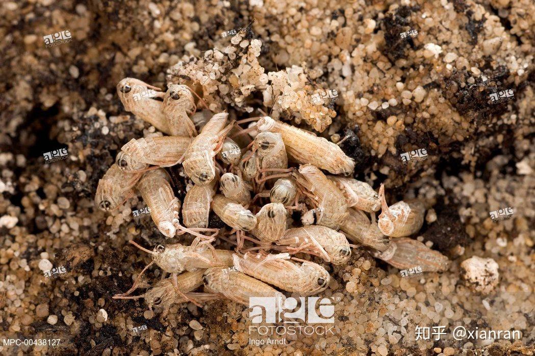 蝗虫问题比你想的更严重