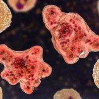 美国再现"食脑虫",致死率超97%