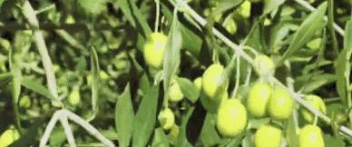 国内怎么买到烟叶 v2-4dc67f8d6b59fb13798c867106ee72f6_b.jpg