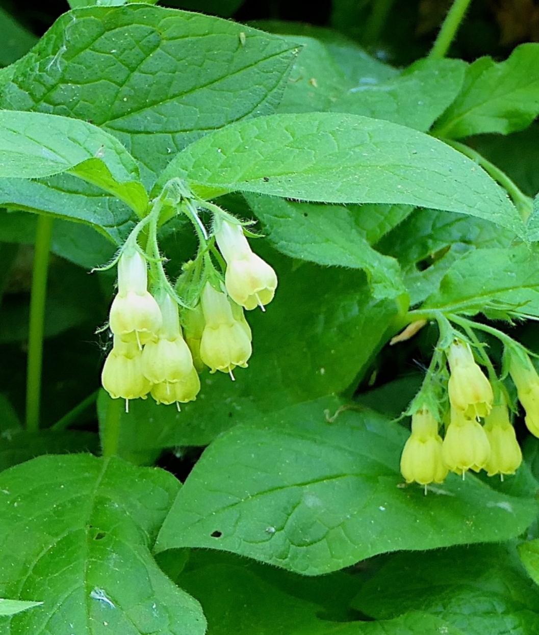 紫草科花卉:滨紫草及其他