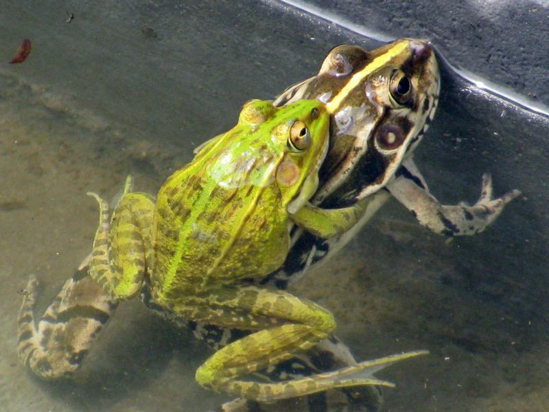6张图让您看懂青蛙繁育全过程