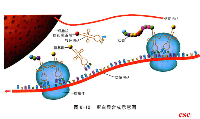惊奇！RNA聚合酶能够复制DNA ？！！ - 知乎
