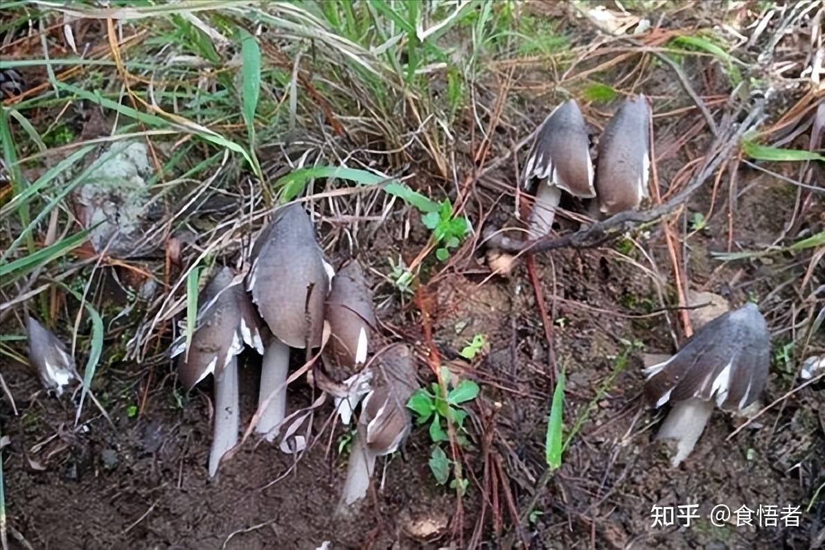 云南美食文化——野生菌类传统经典菜肴18例 - 知乎