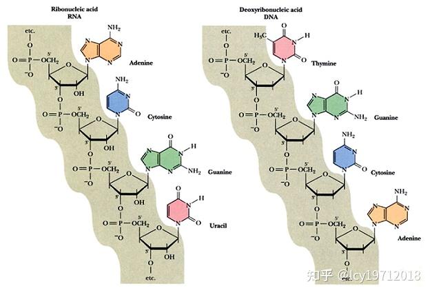 生物分子的概念帮你建立生化知识体系 - 知乎