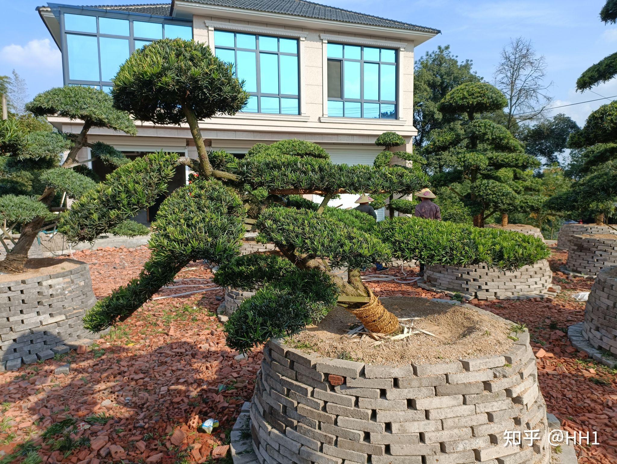 庭院景观造型 - 知乎
