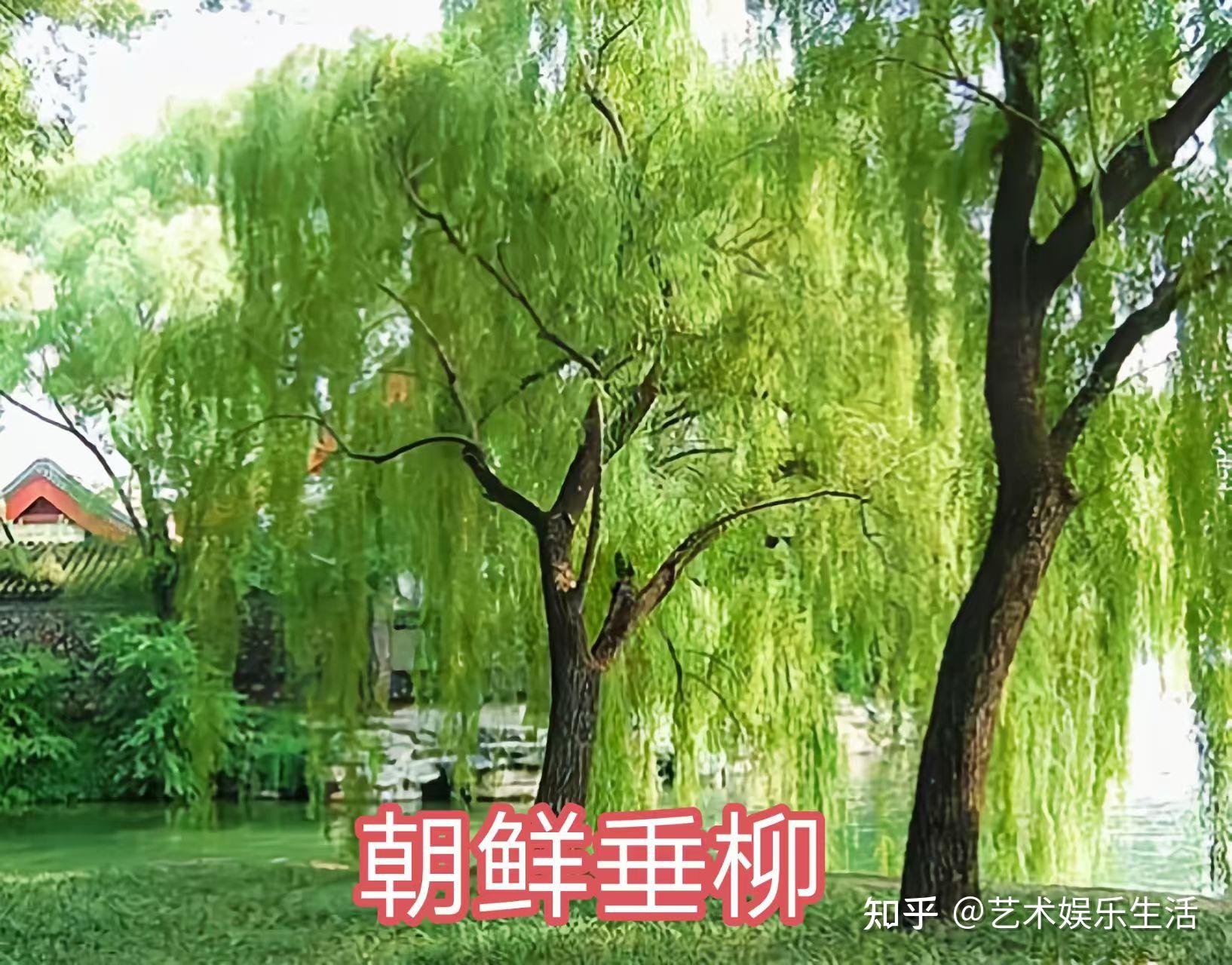 杨柳科植物有哪些 - 知乎