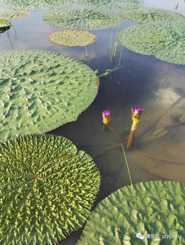 种植这些农作物，一亩地能挣1万块钱！ - 知乎