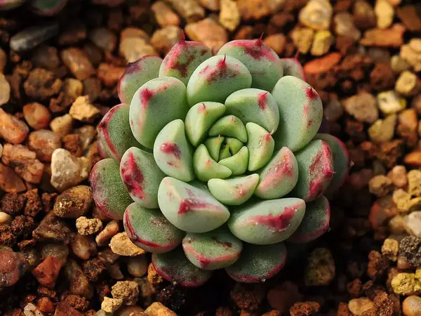 不花钱还可以养好多肉植物的土壤配方 知乎