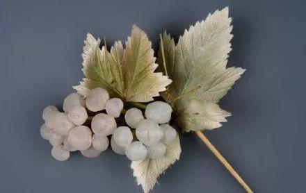 知否丨明兰收象生花乐开花这不是永生花吗二