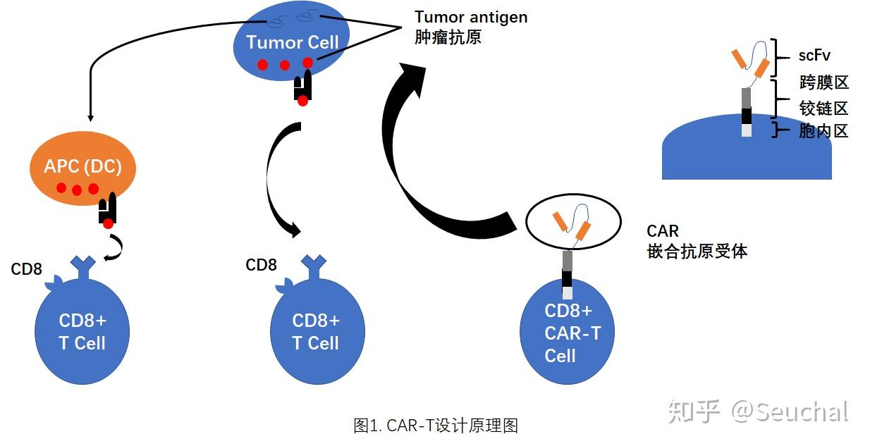 第三讲-今天来科普下CAR-T - 知乎