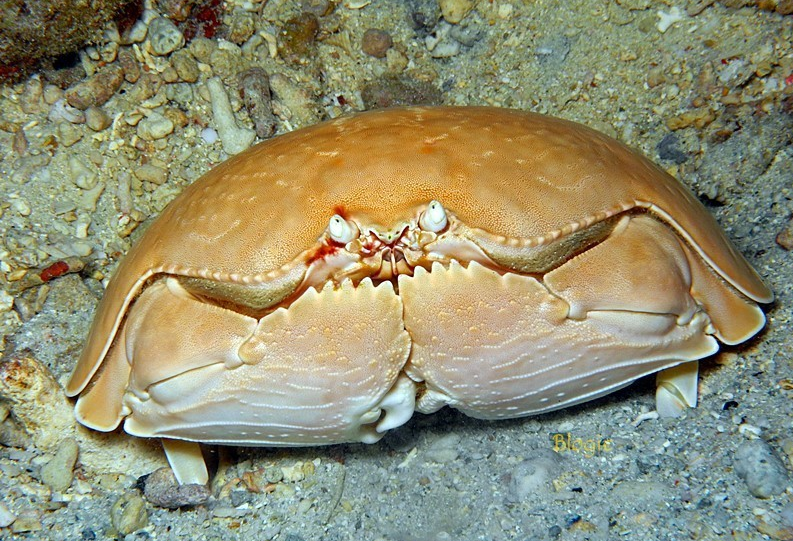 动物篇(16)·节肢动物门·甲壳亚门(下)