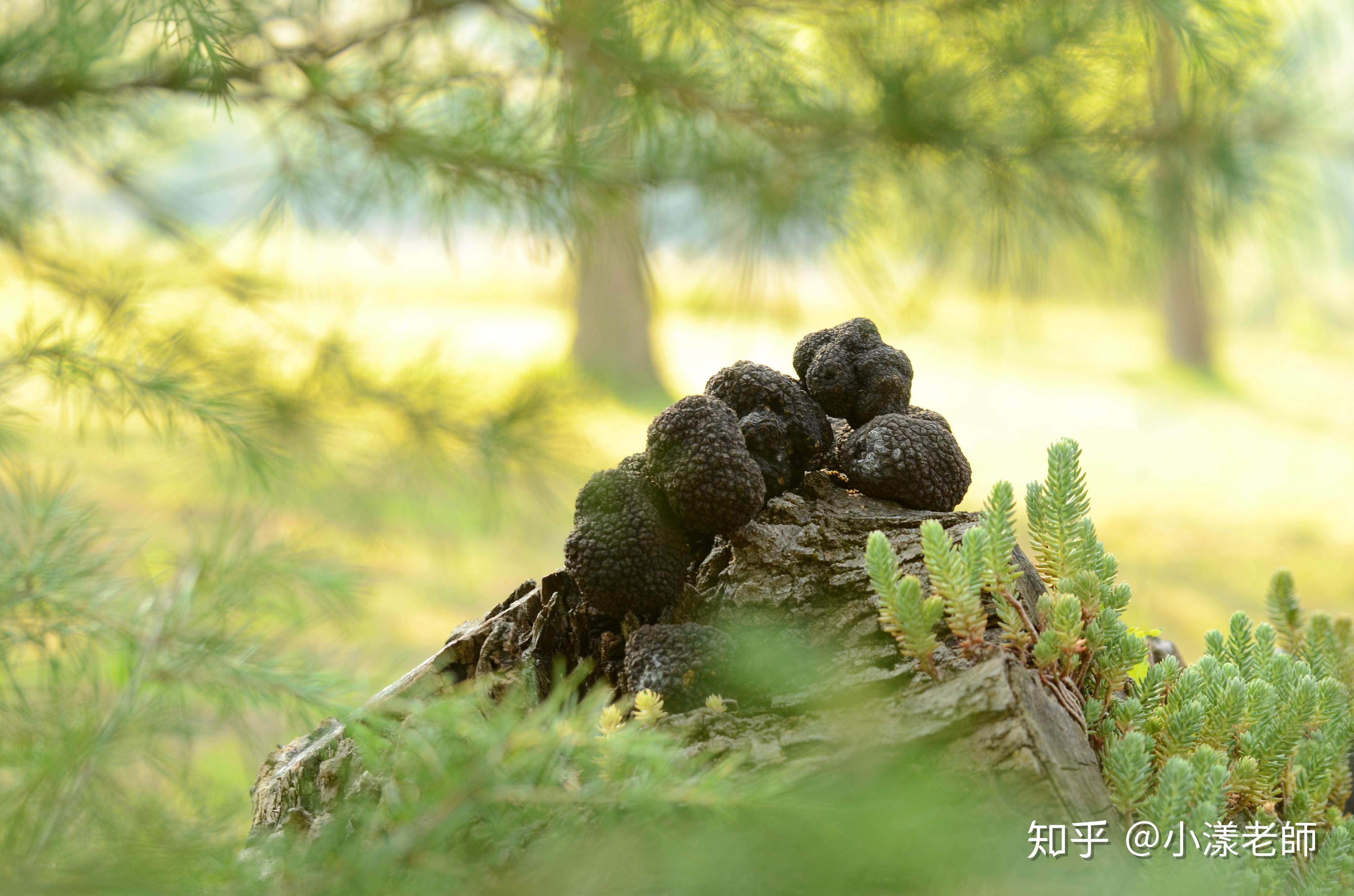 让人为之着迷的黑钻石「黑松露」! - 知乎