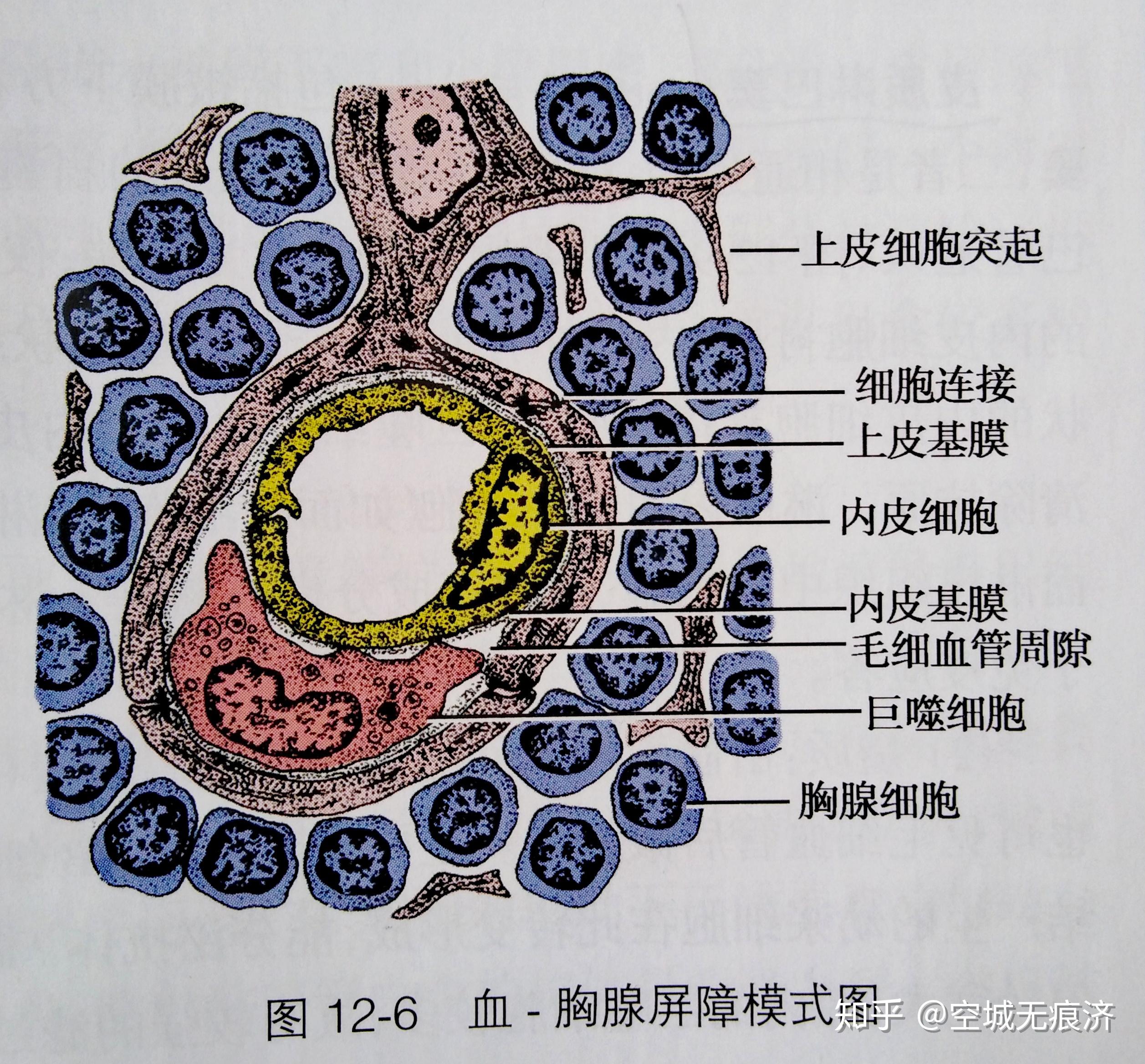 组织学与胚胎学重点3