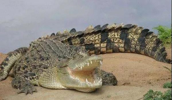 吃货征集东方鳄鱼产业小镇鳄鱼美食节就在明天好嗨哟