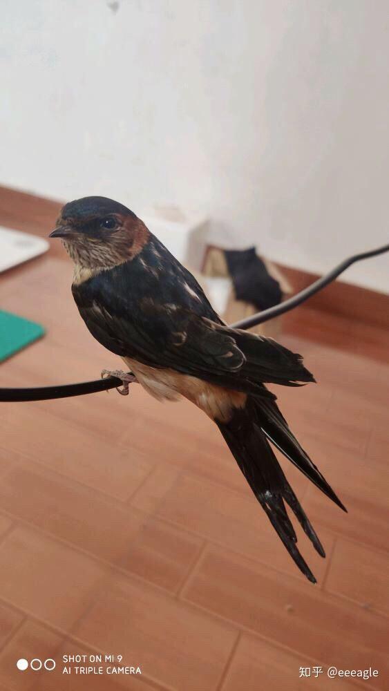 受伤的金腰燕子憨憨康复记