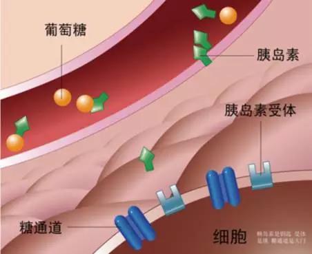 改变易胖体质 9个提高胰岛素敏感性的方法 知乎