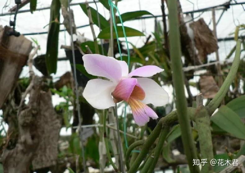兰花鉴赏|凤蝶兰:借枝蝴蝶飞,凭树天女舞 - 知乎