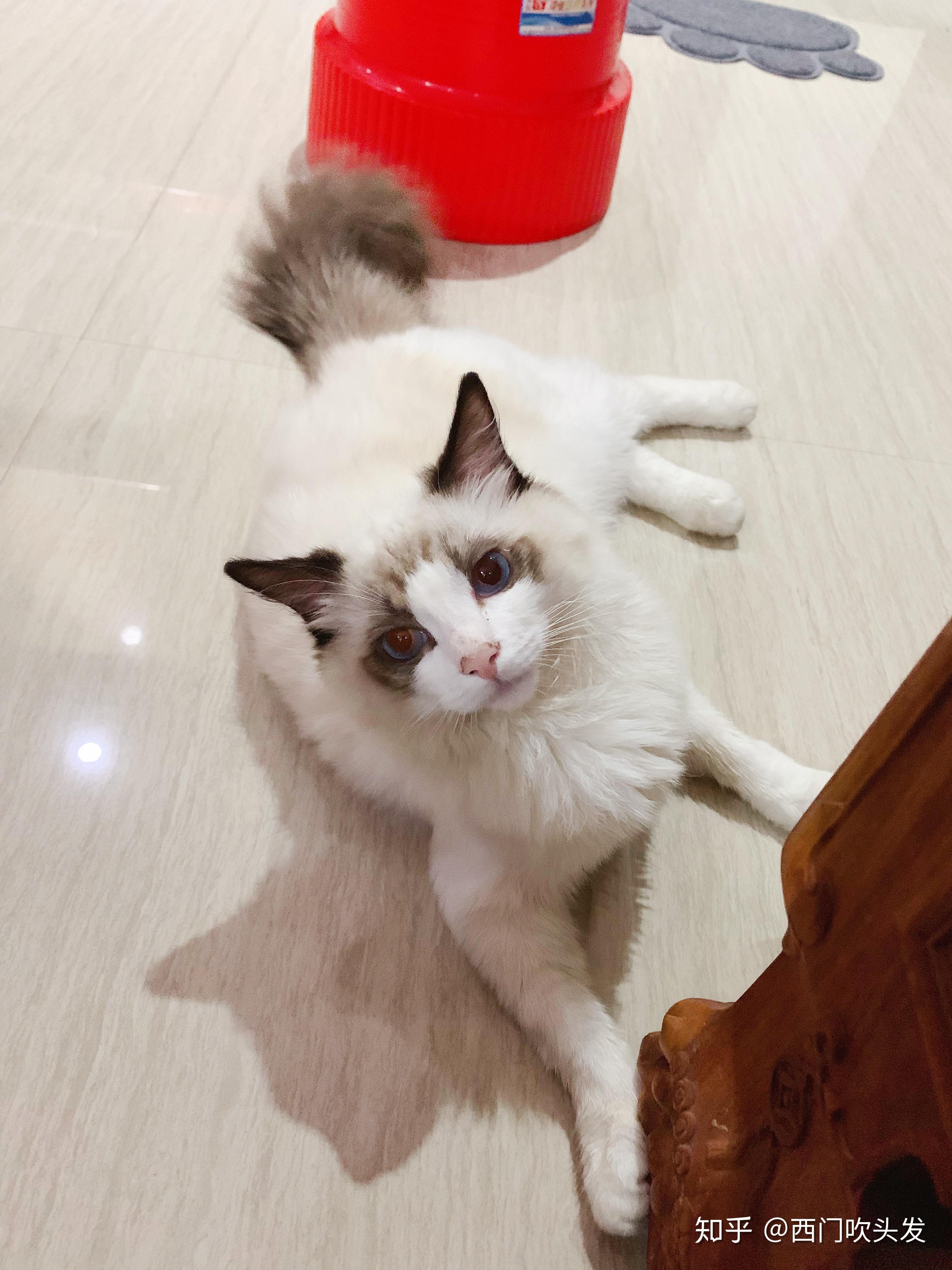 尖嘴猴腮的布偶弟弟