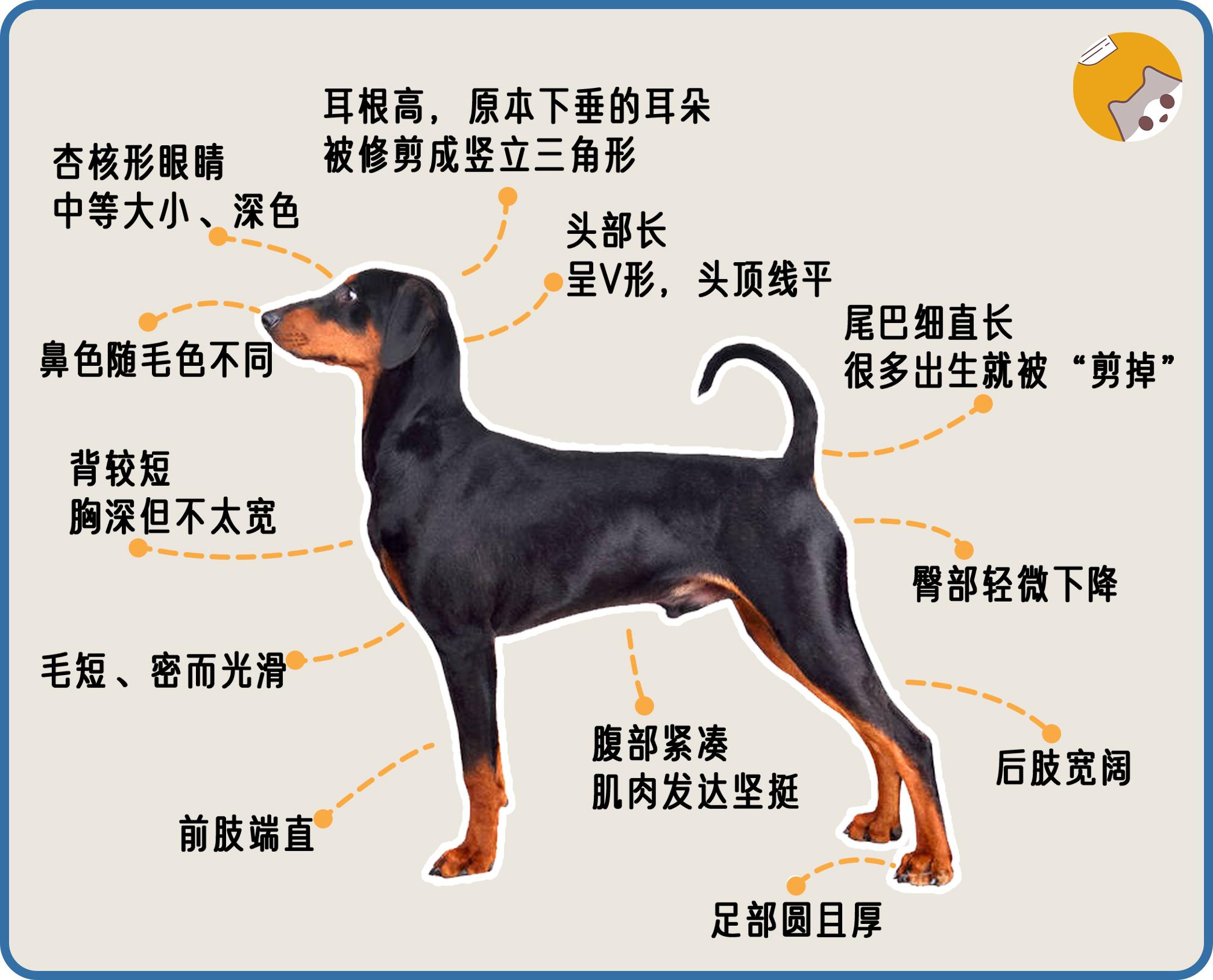 杜宾犬图鉴|很绅士的霸道总裁~ - 知乎