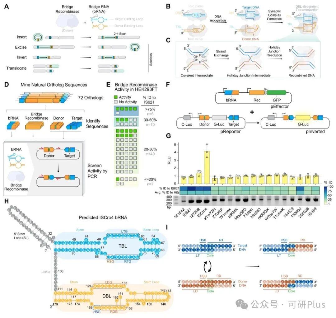 Science重磅 | 桥接重组酶实现0.92 Mb超大规模基因组编辑 - 知乎