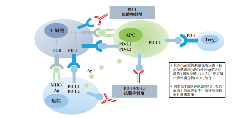 其作用機理如下圖,pd-1為t細胞表面免疫檢查點受體,當pd-1在腫瘤細胞