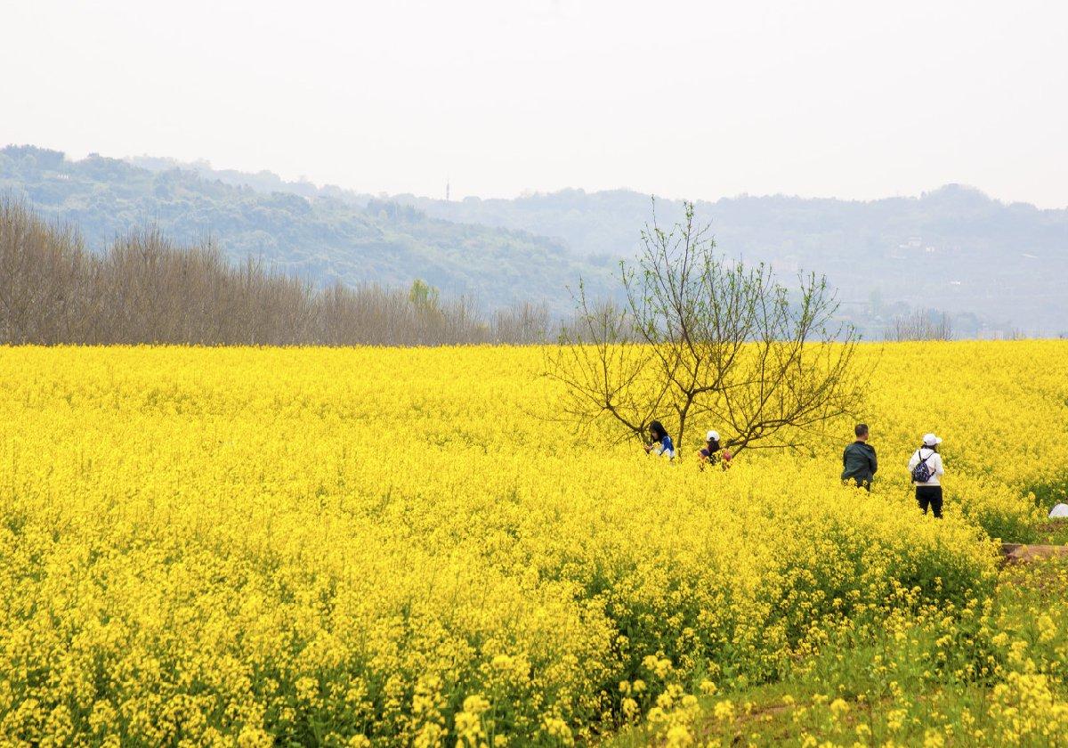 2022广阳岛油菜花节什么时候