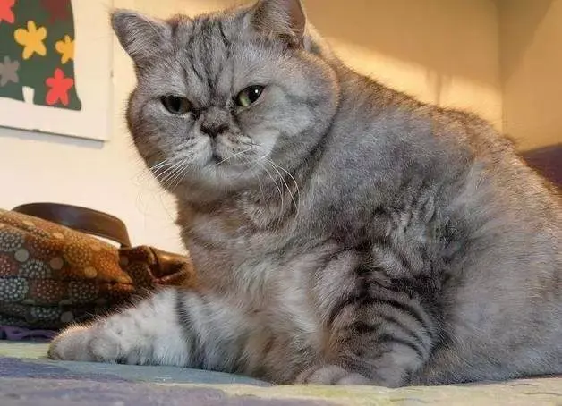 以胖为美肥猫才命短