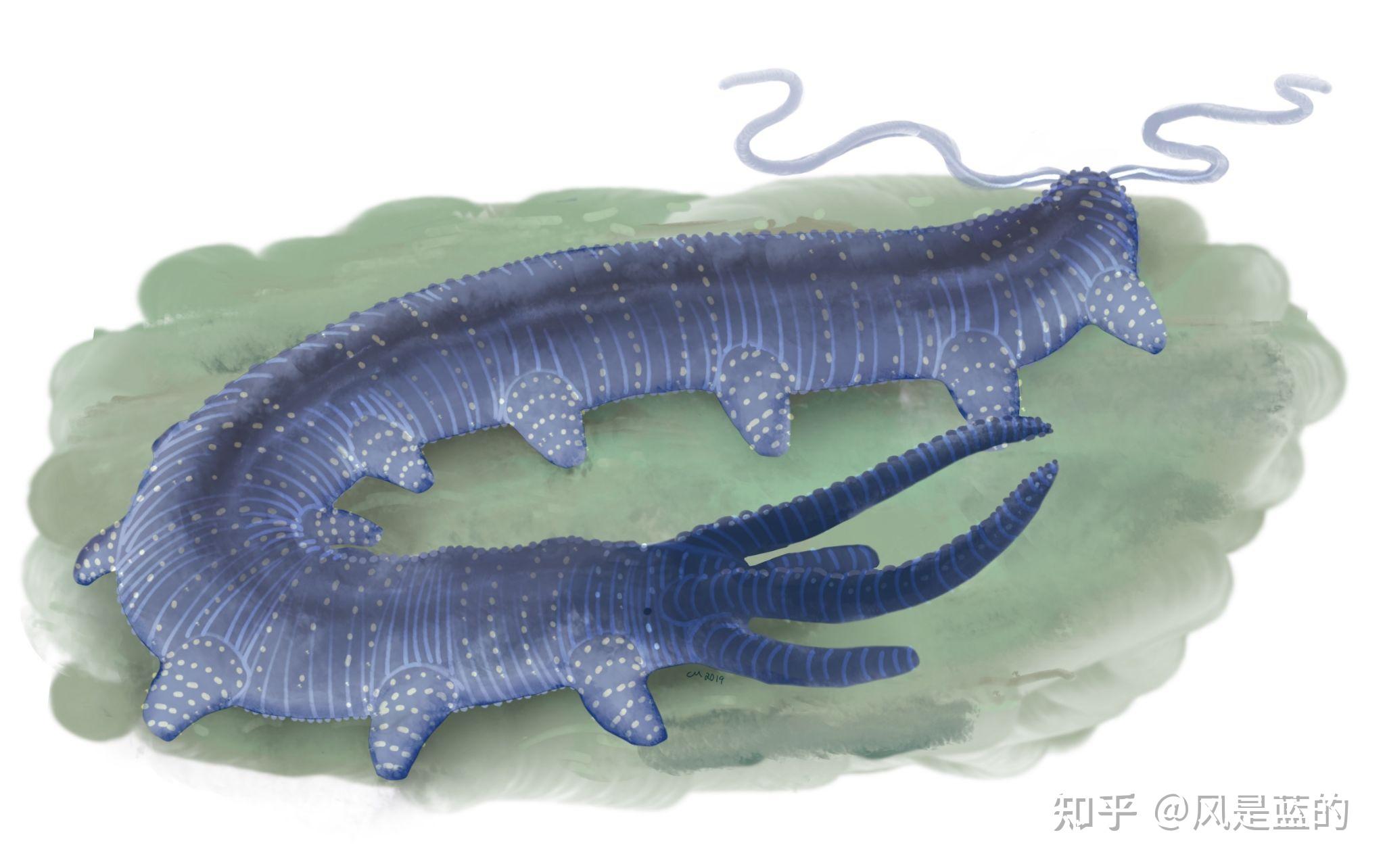 叶足动物门 Lobopodia的梳理 - 知乎