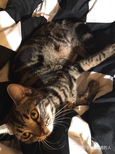 请问这是美短还是美短和狸花猫的串串啊 狸花猫跟美短的串串会像谁 爱缪网